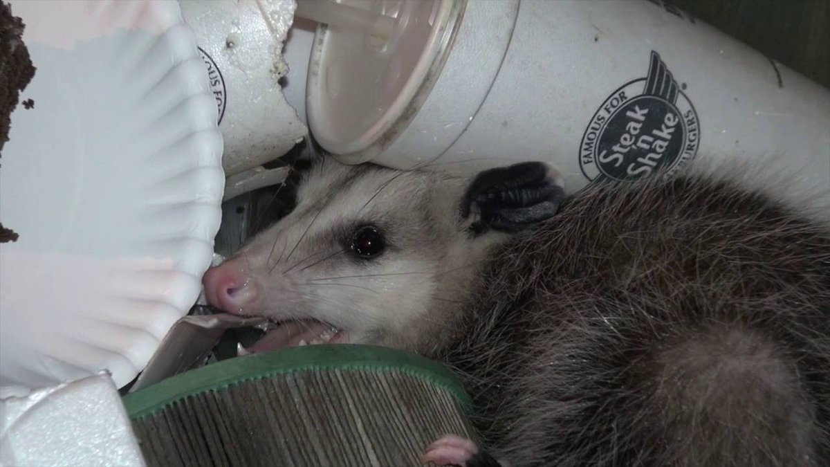 Extra small opossum